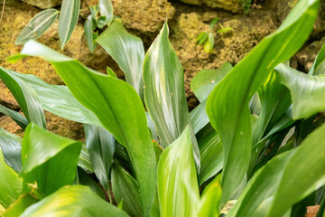 Aspidistra Elatior or bar room plant in Zurich in Switzerland