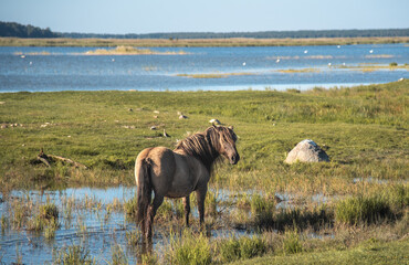 Semi-wild konik polski horse at Engure Lake Nature Park, Latvia © Julija