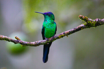 hummingbird on a branch