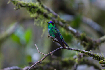 beija-flor-de-fronte-violeta