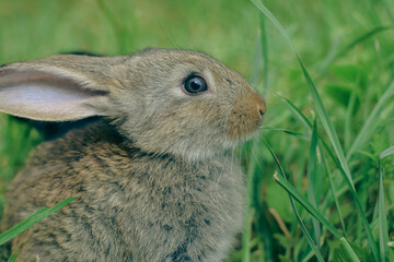 rabbit in the grass