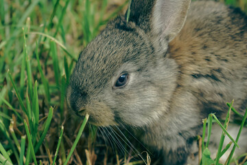 rabbit in the grass