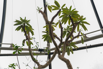 Pachypodium Lamerei or Madagascar palm in Zurich in Switzerland