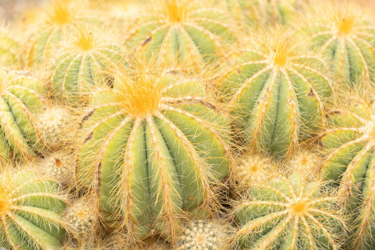 Parodia Magnifica or ball cactus in Zurich in Switzerland
