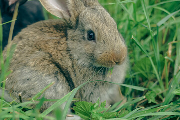 rabbit in the grass