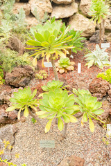 Aeonium Hierrense plant in Zurich in Switzerland