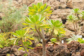 Aeonium Hierrense plant in Zurich in Switzerland