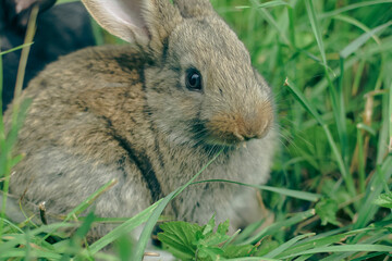 rabbit on the grass