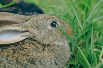 rabbit in the grass