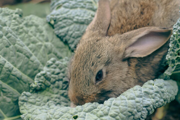 Naklejka premium rabbit in the grass