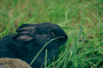 rabbit in the grass