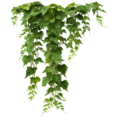 creeping plant, transparent background