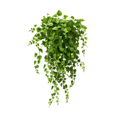 Hanging plant, transparent background