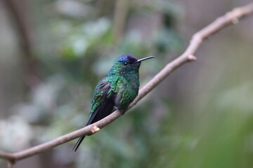 Obraz premium hummingbird