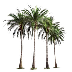 Palm trees on a transparent background