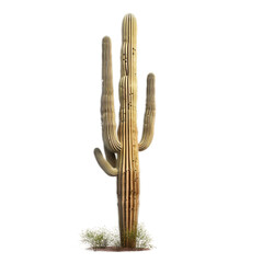 Saguaro Cactus on a transparent background