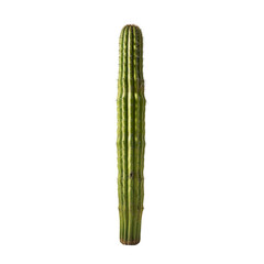 Saguaro Cactus on a transparent background