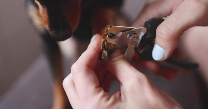 Veterinarian specialist holding small dog, process of cutting dog claw nails of a small breed dog with a nail clipper tool, close up view of dog's paw, trimming pet dog nails manicure at home
