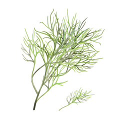 Young green dill, spice, seasoning, herb isolated on white background. Watercolor illustration. For product design, packaging, cuisine, ingredient and condiment.