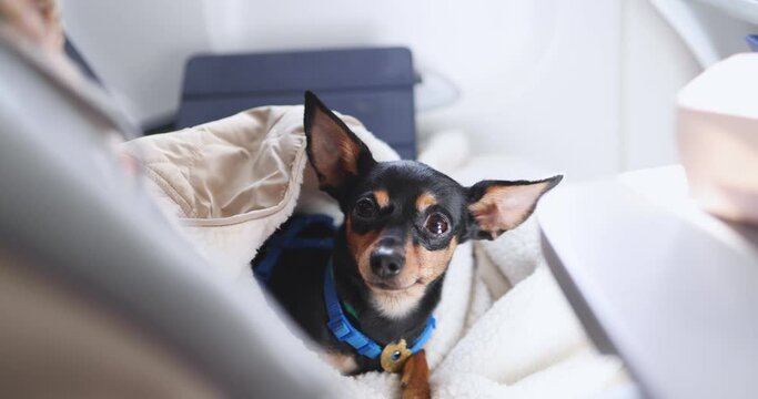 Dog in the aircraft cabin near the window during the flight, concept of travelling and moving with pets, small black dog sitting in the pet carrier bag, travel or relocation with dog by airplane