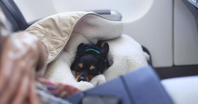 Dog in the aircraft cabin near the window during the flight, concept of travelling and moving with pets, small black dog sitting in the pet carrier bag, travel or relocation with dog by airplane