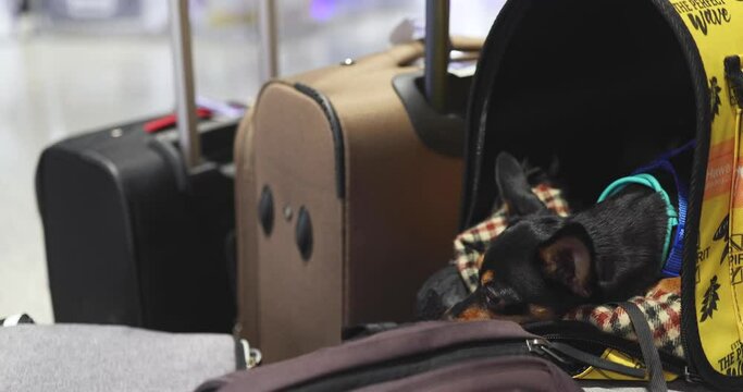 Dog in the airport hall before the flight, near luggage suitcase baggage, concept of travelling moving with pets, small black dog sitting in the pet carrier before the trip at the terminal station