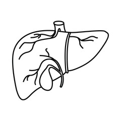 Liver, human body organ, Human liver, Human liver in digestive icon