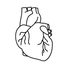 heart, human body organ, Human heart, Anatomical heart icon