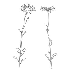 Chamomile Flower herbal organic . trend linear style. Vector Logo Emblem of Medical Chamomile Can be Used Template for packing Tea , Cosmetics, Medicines, biological additives