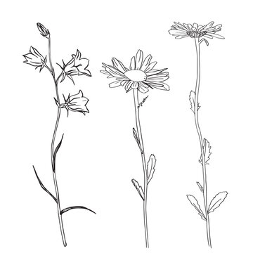 Chamomile Flower herbal. Bluebell flowers. Sketch. Hand drawn outline vector illustration, isolated. White background. Can be Used Template for packing Tea, Cosmetics, Medicines, biological additives