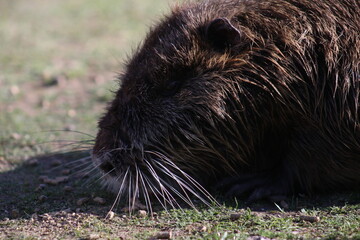 A capybara in the rescue center