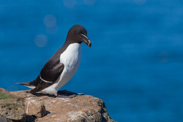 Razaorbill close up on rock, sea background