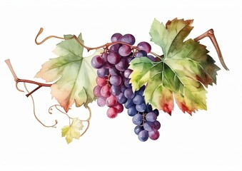 Watercolor illustration of Cabernet Grapes on the vine on a white isolated background