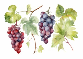 Fototapeta premium Watercolor illustration of several varieties of wine grapes on vines with leaves on a white isolated background