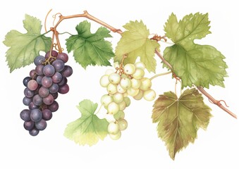 Fototapeta premium Watercolor illustration of red and white wine grapes on vines with leaves on a white isolated background