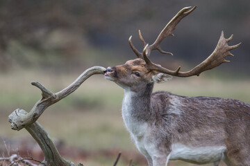 Naklejka na ściany i meble Red Deer stag licking branch 