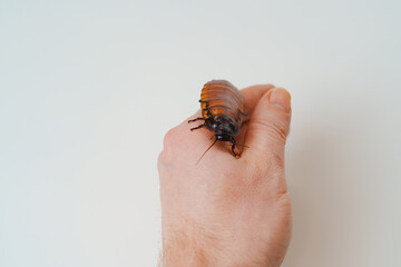 a man holds in hand a large hissing Madagascar cockroach on a white background