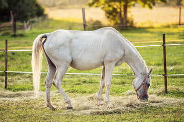 White Arabian horse grazing on green field, view from side