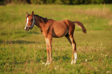 Brown Arabian horse foal grazing over green grass field, afternoon sun shines over