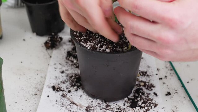 transplantation of houseplants. soil with drainage