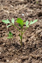 young green sprout of tomato grows in the garden in the ground. Growing tomatoes