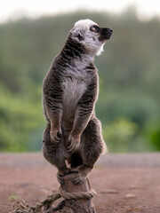  white-headed lemur (eulemur albifrons) on a beautiful blurred background