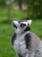 portrait of a lemur on a green background with expressive eyes