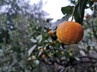 oranges on tree