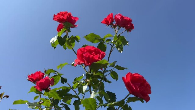 Rose red flowers on blue sky.