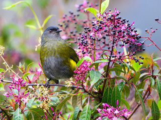 Female Black-and-yellow Silky Flycatcher feeding on berries