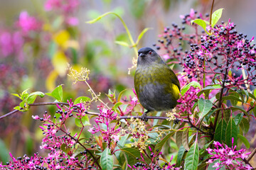 Female Black-and-yellow Silky Flycatcher feeding on berries