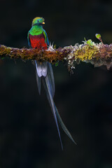 Male Resplendent Quetzal on mossy stick on green background