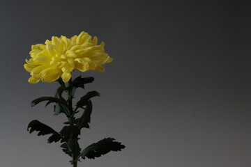 グレー背景の黄色の菊