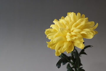 グレー背景の黄色の菊